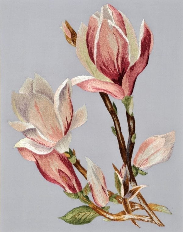 Magnolias in Silk shading Greetings card
