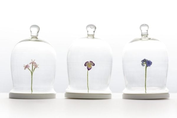 Trio of Flower Specimens by Hattie McGill